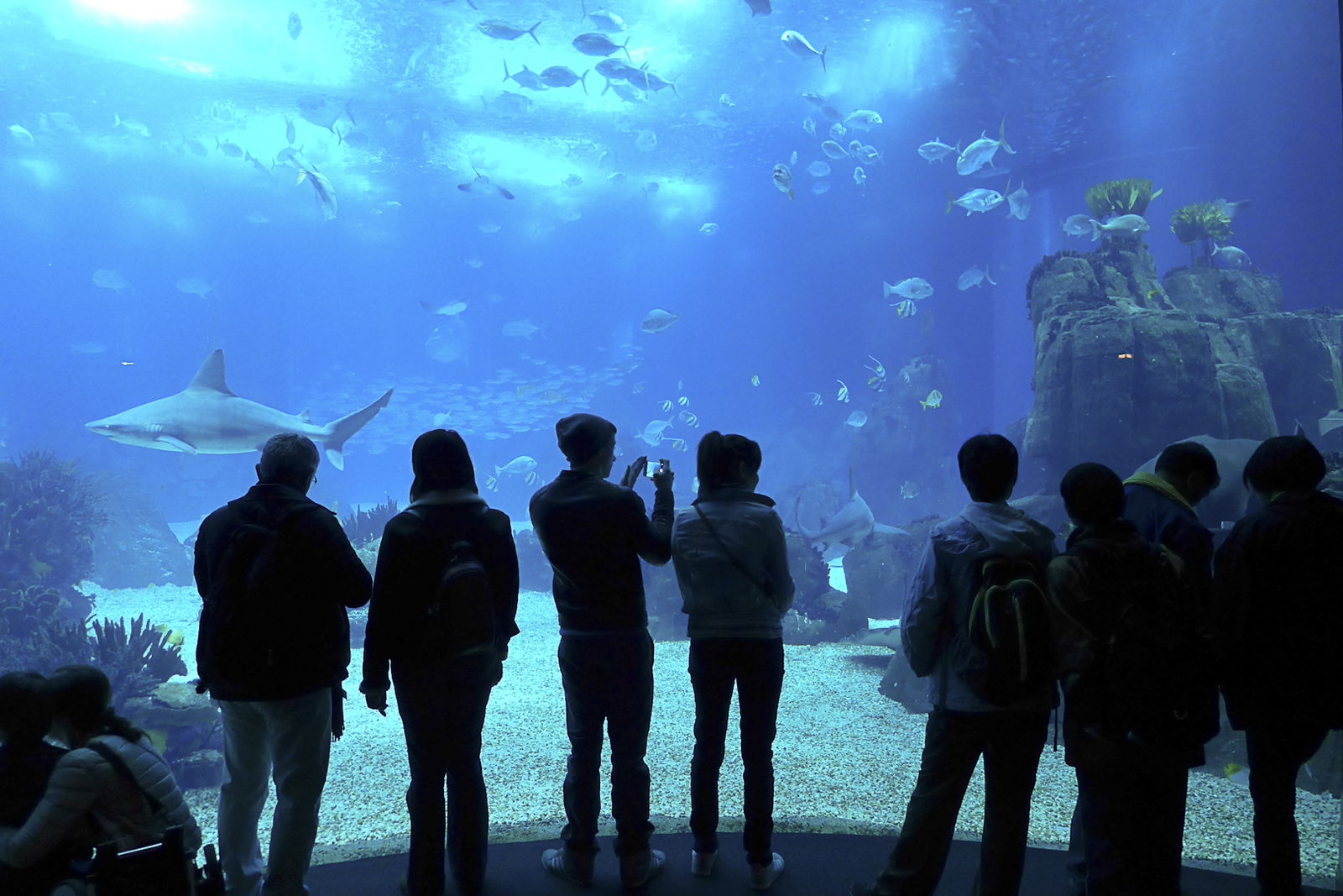 Lisbon Oceanarium