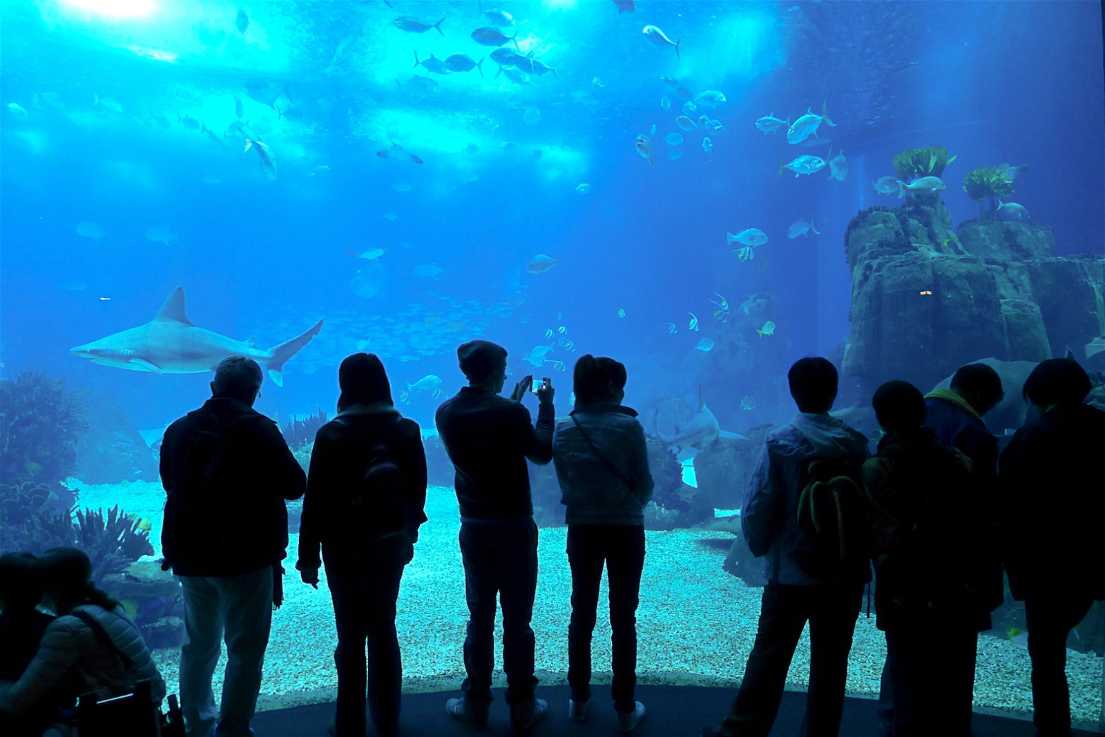 Lisbon Oceanarium