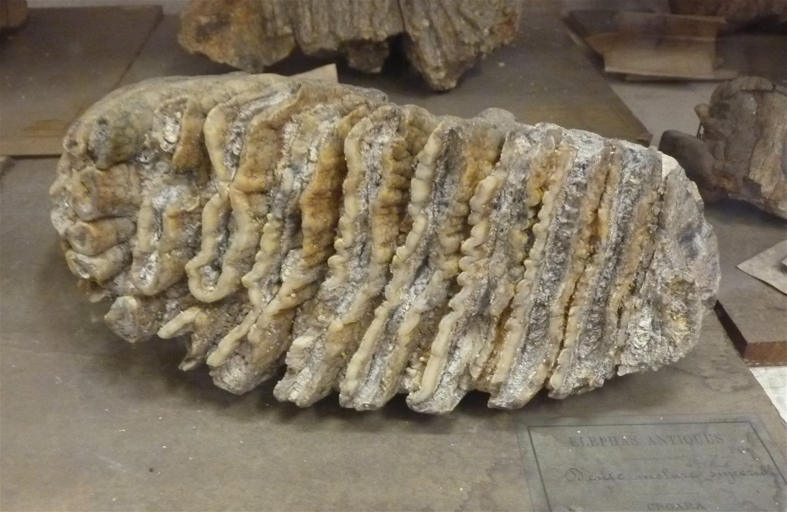 Museo Geologico Giovanni Capellini