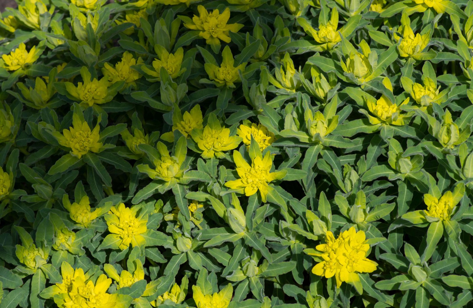 Royal Botanic Gardens, Kew