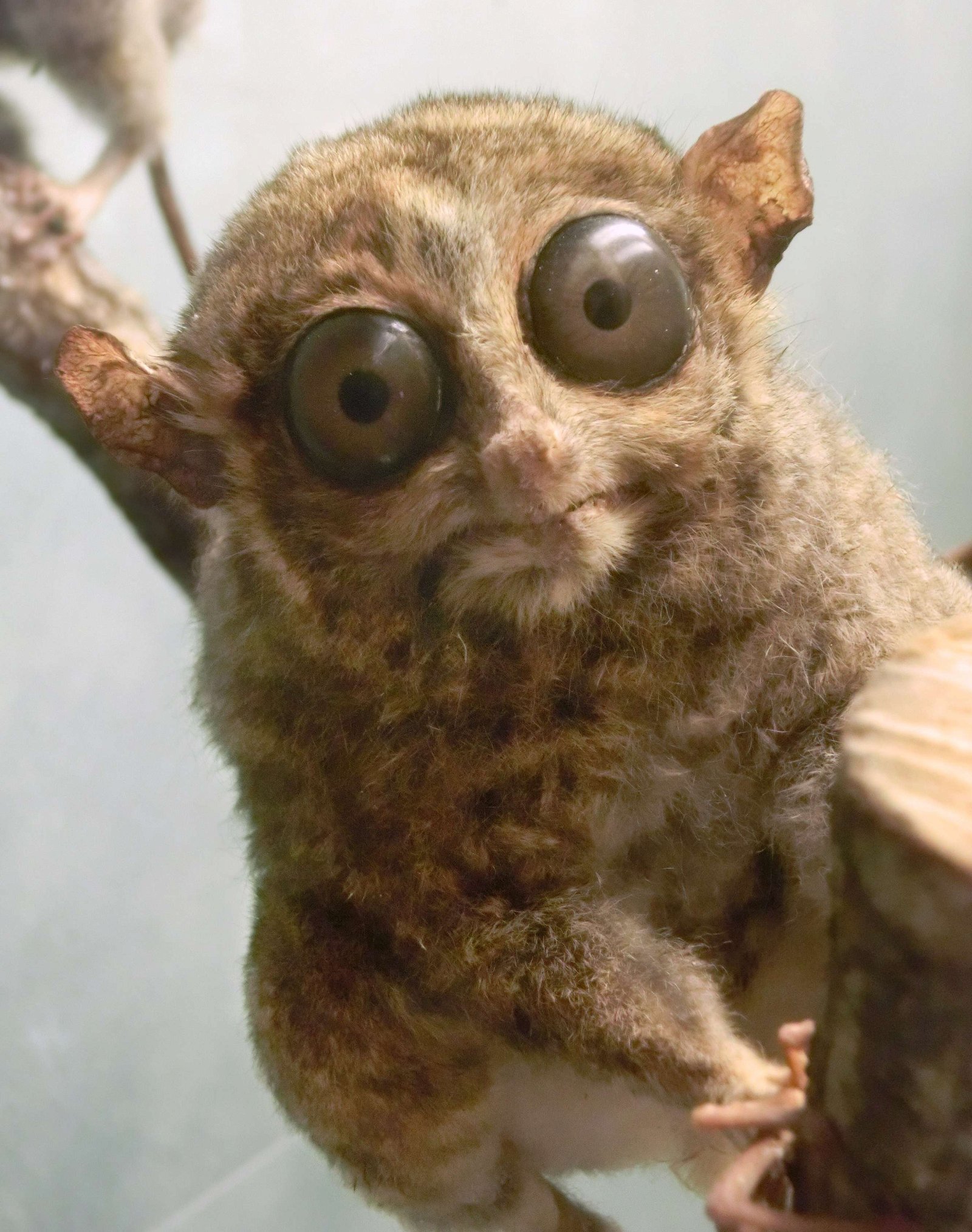 Göteborg Natural History Museum