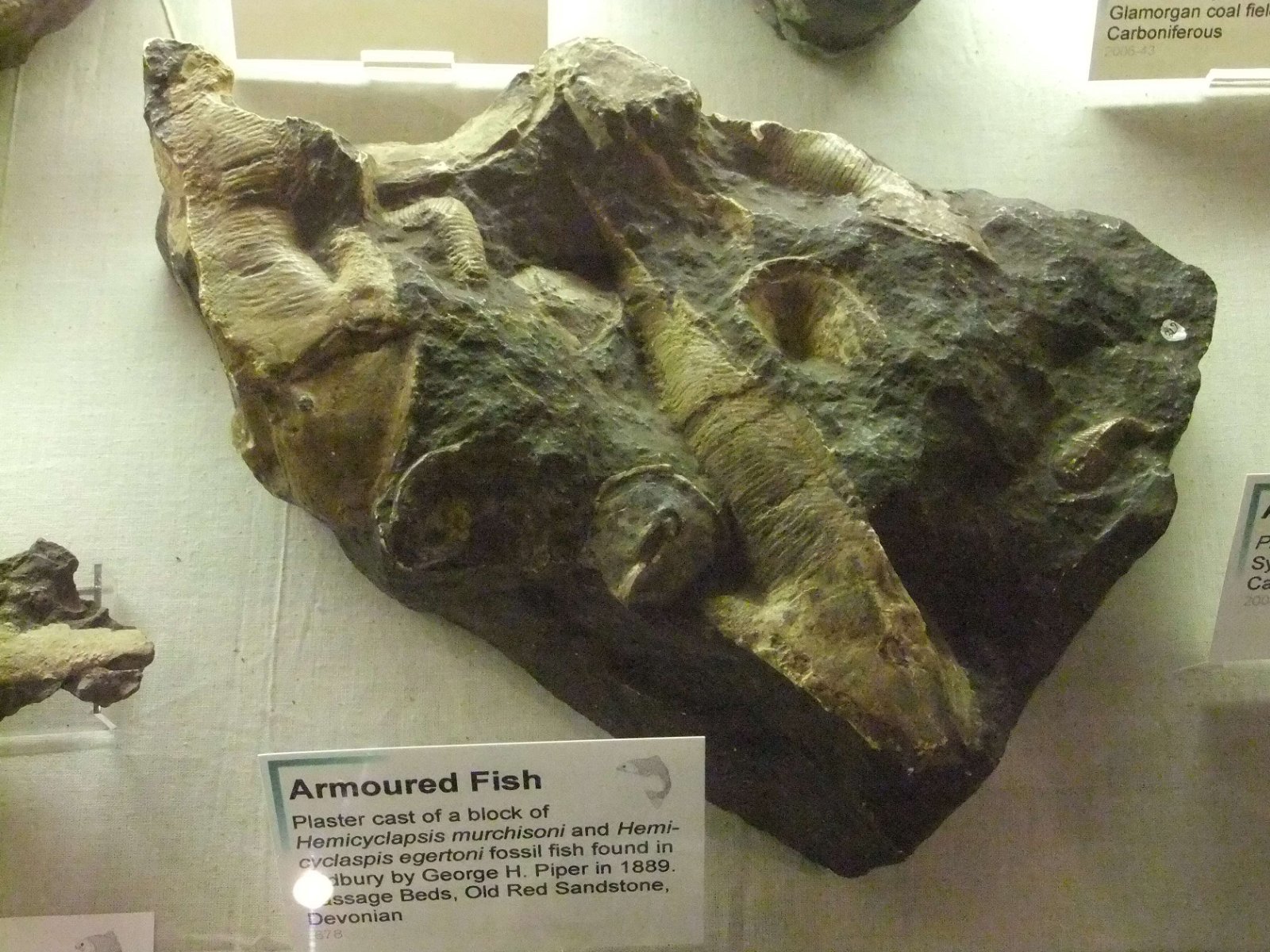 Hereford Museum and Art Gallery