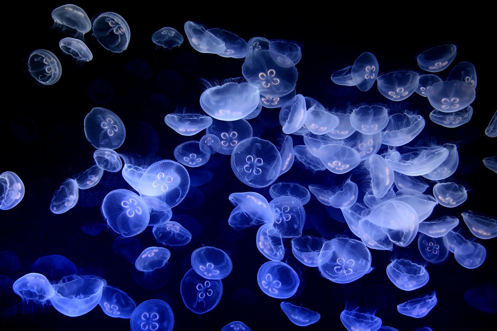 Oceanogràfic of Valencia