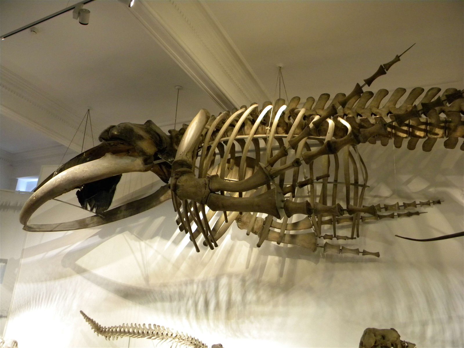 Grigore Antipa National Museum of Natural History