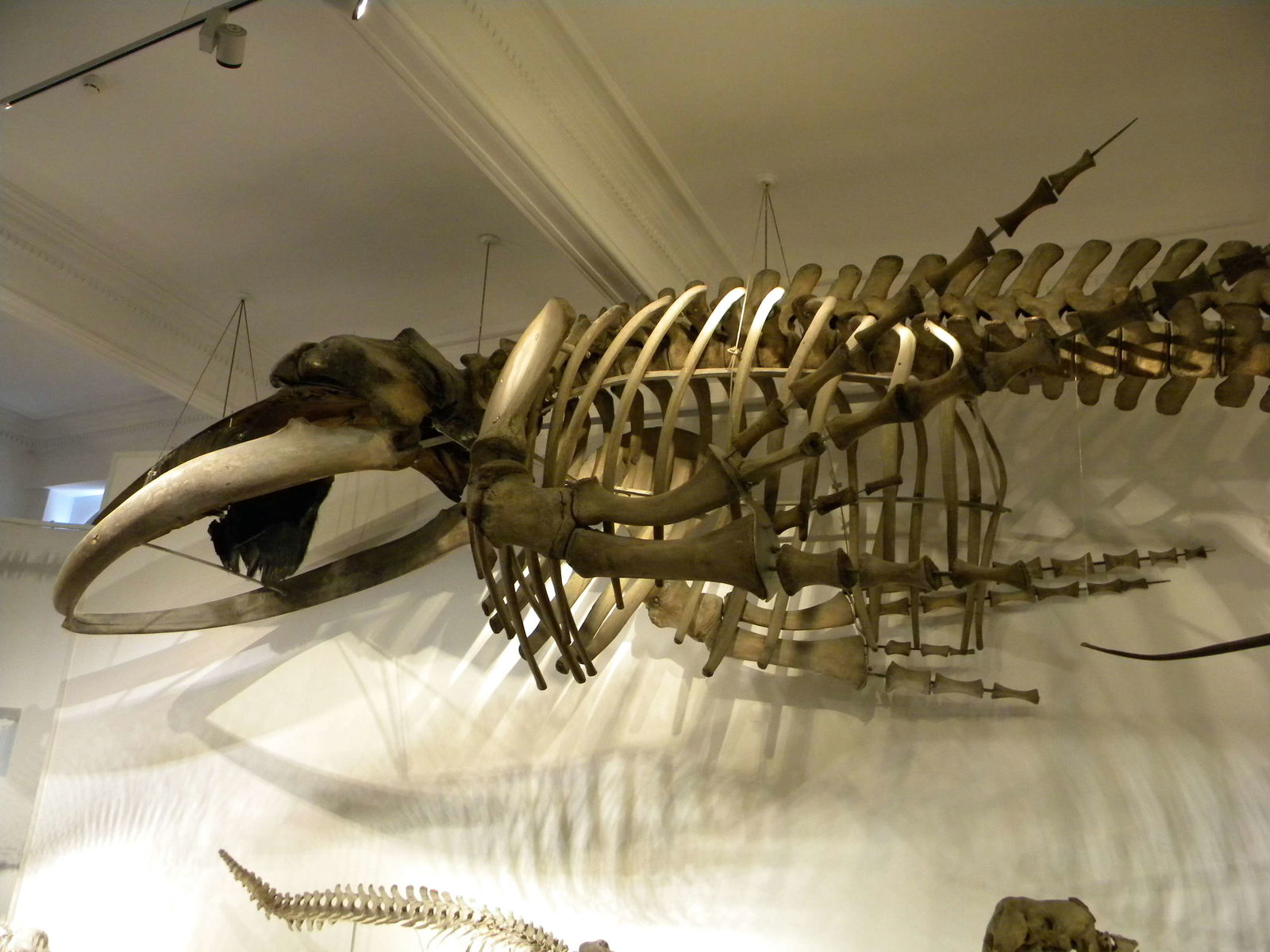 Grigore Antipa National Museum of Natural History