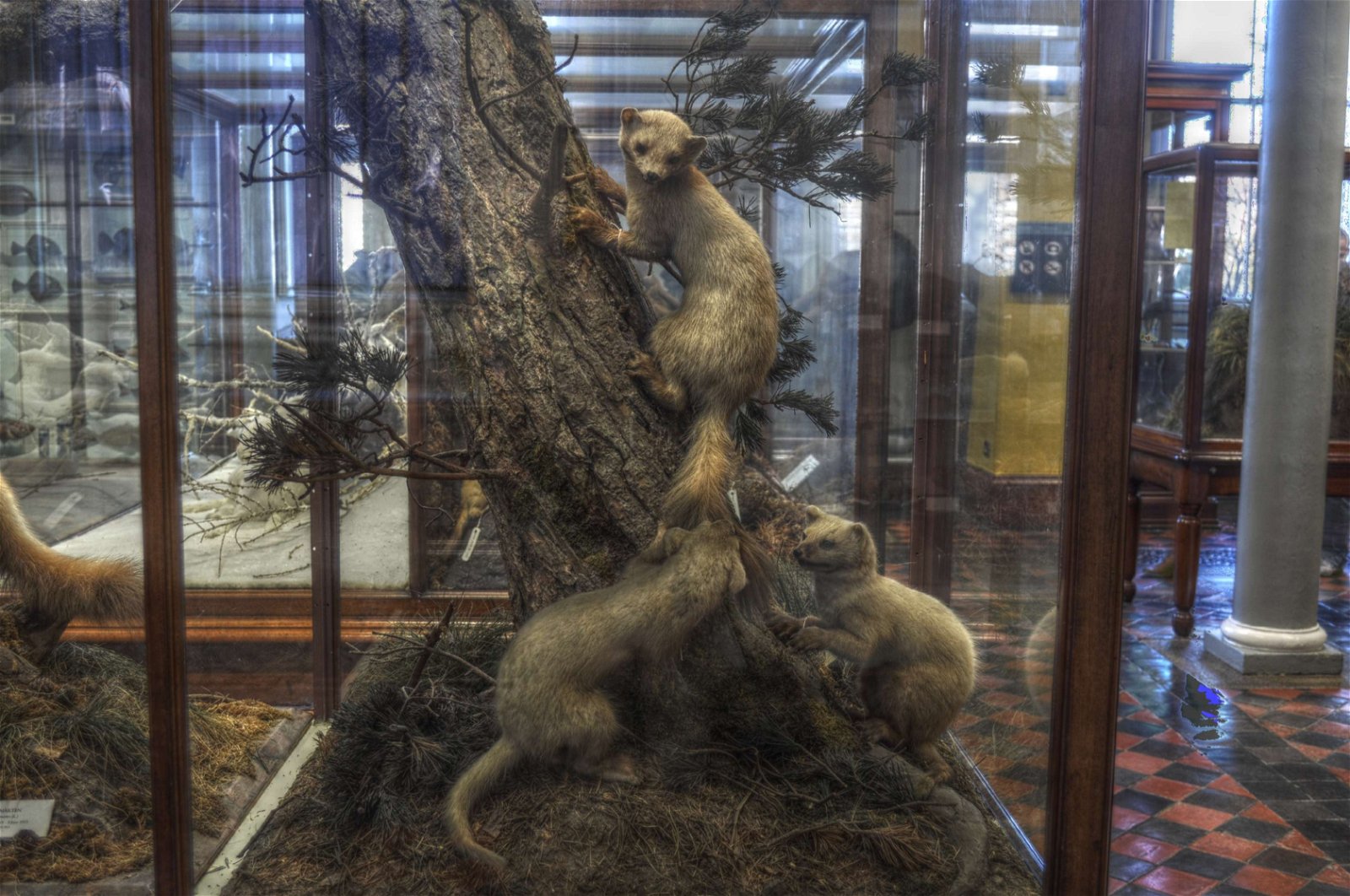 National Museum of Ireland - Natural History