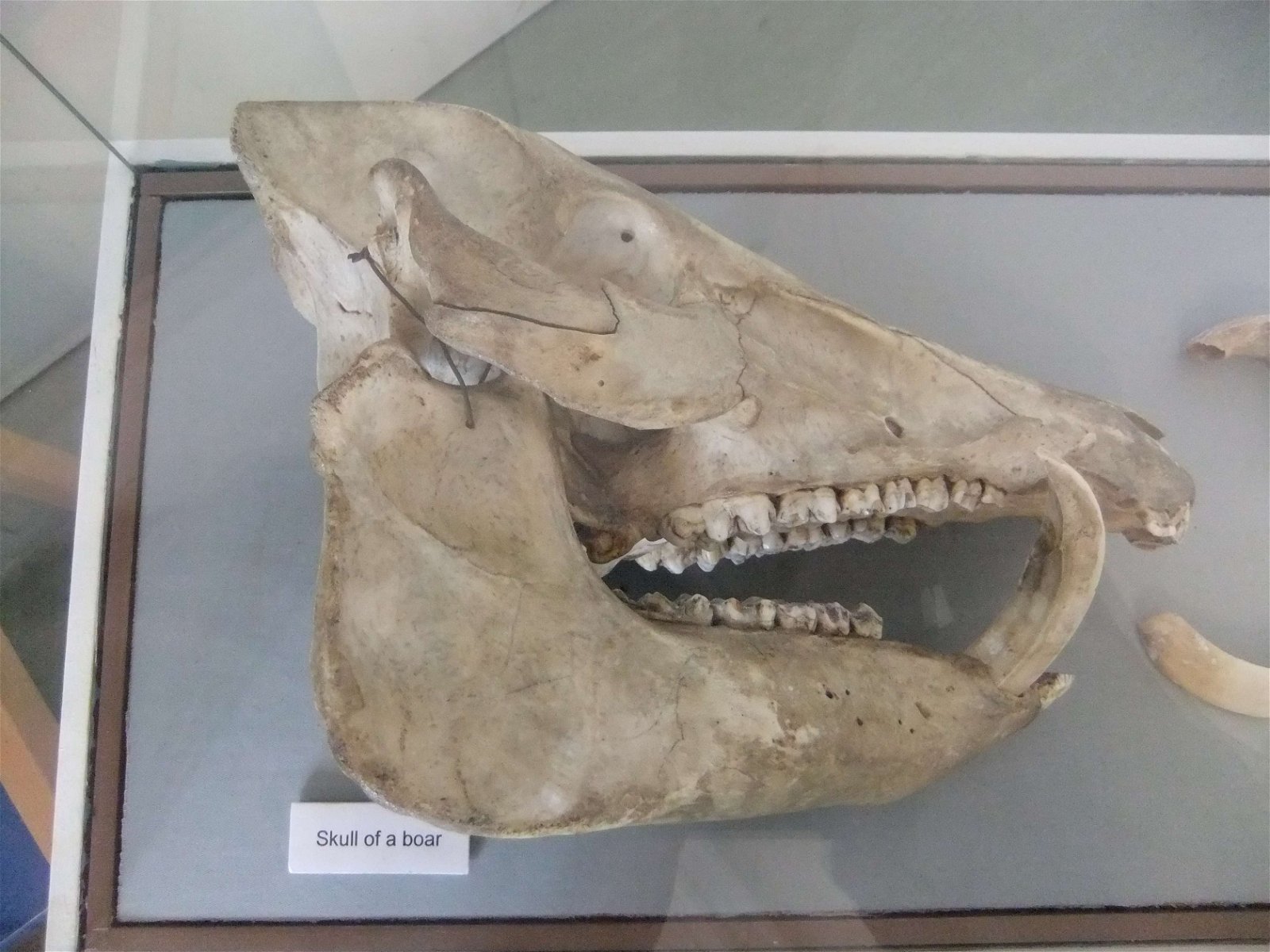 Worcester City Art Gallery and Museum