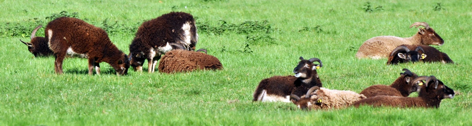 Lindenthaler Tierpark