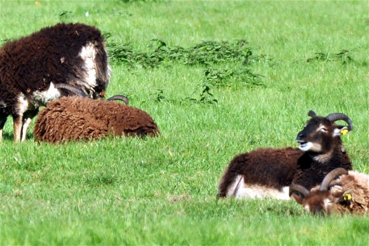 Lindenthaler Tierpark