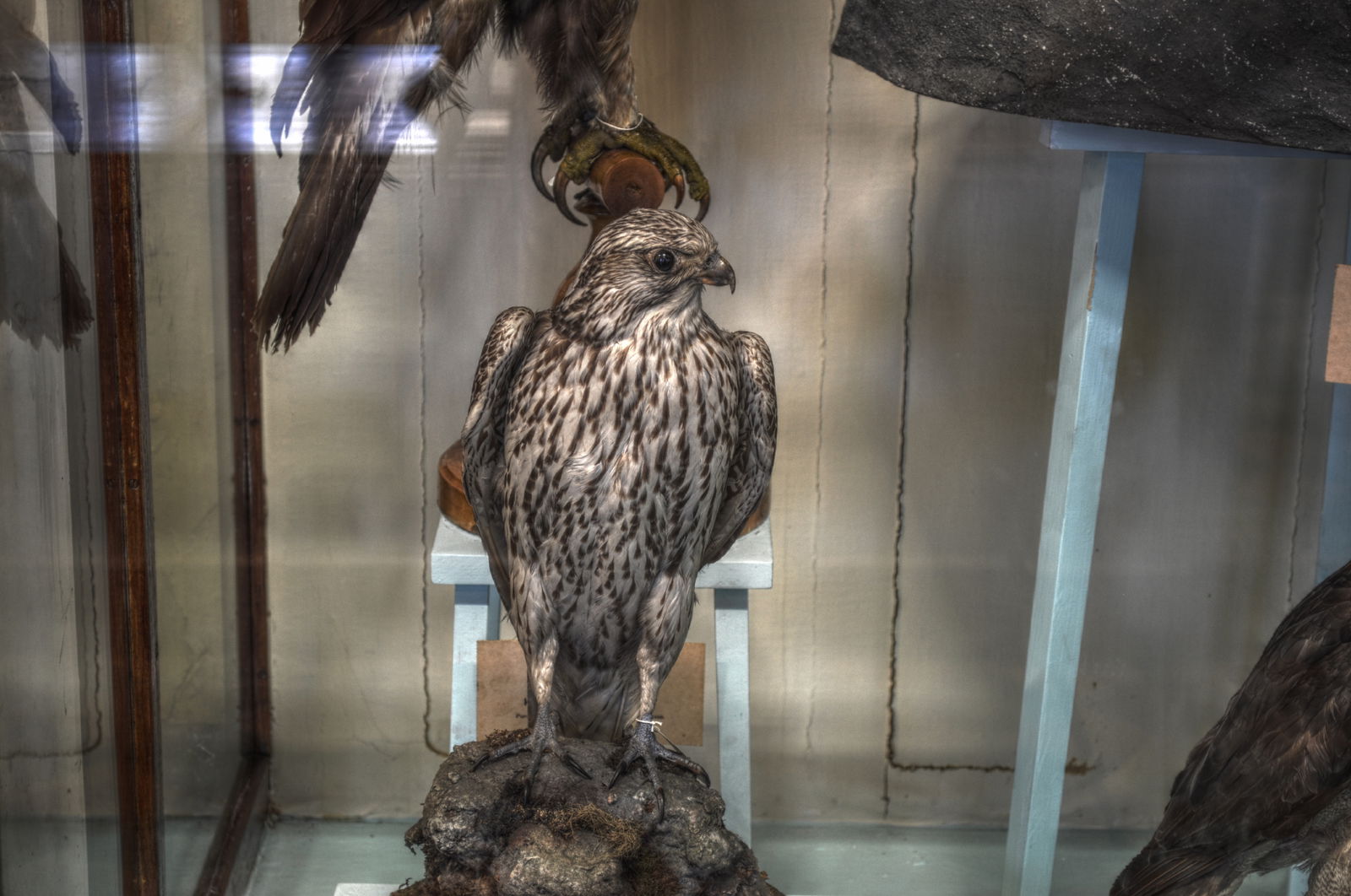 National Museum of Ireland, Merrion Street