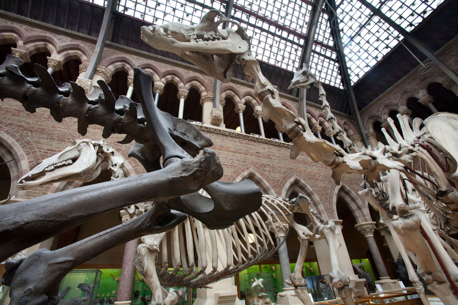 Museo de Historia Natural de la Universidad de Oxford