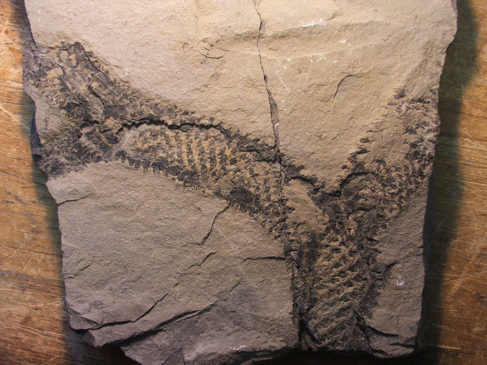 Museo Sedgwick de Ciencias de la Tierra