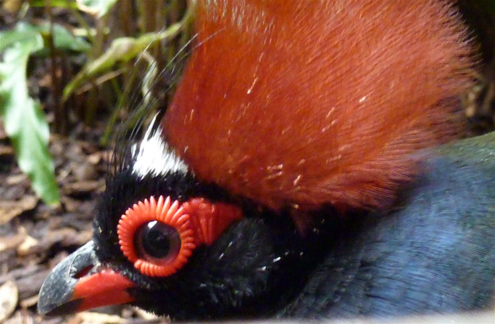 Wilhelma Zoo and Botanical Garden