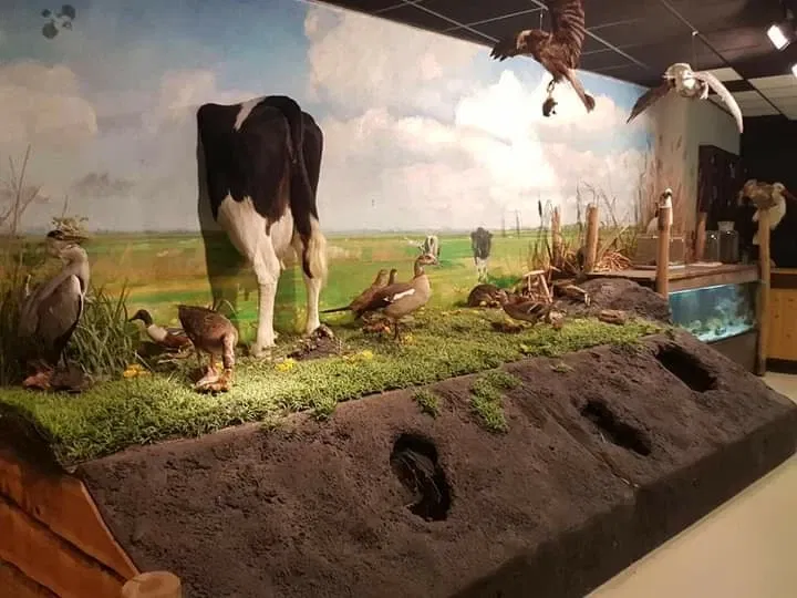 Natuurmuseum E. Heimans