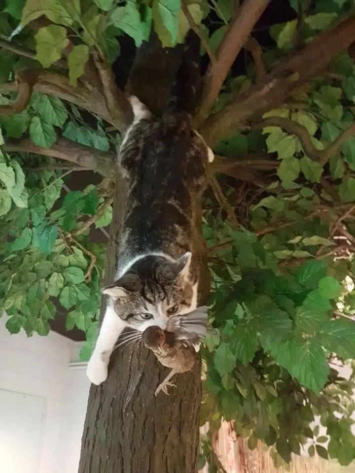 Natuurmuseum E. Heimans