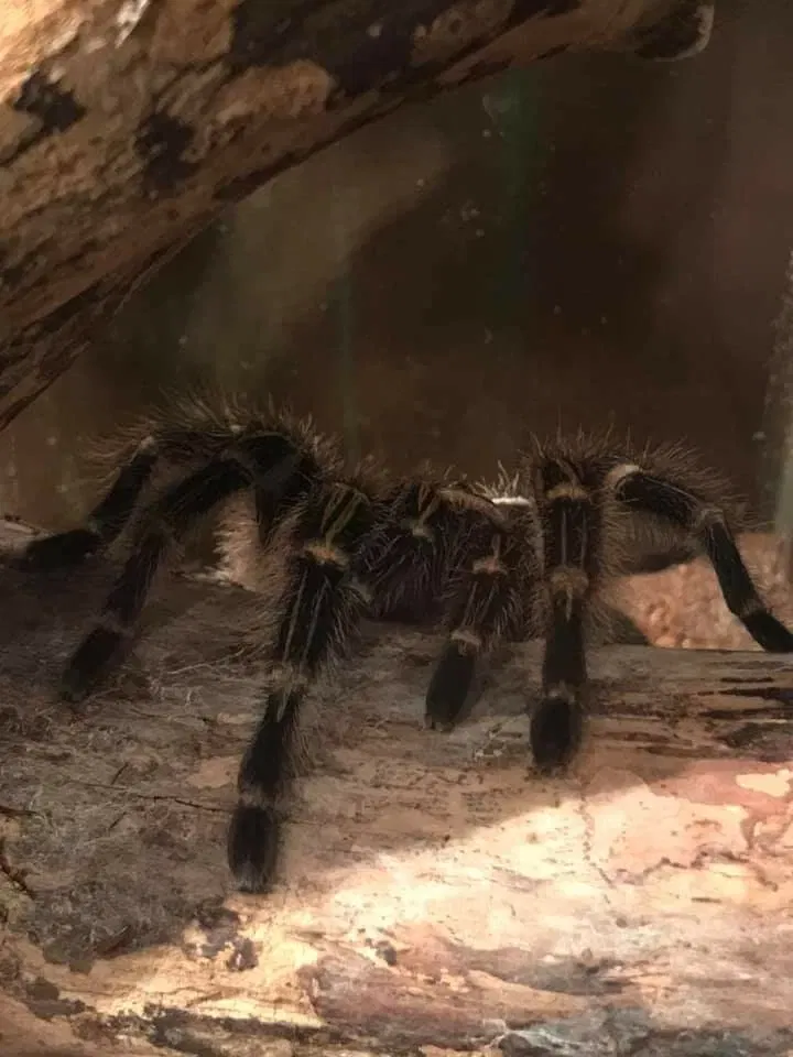 Natuurmuseum E. Heimans