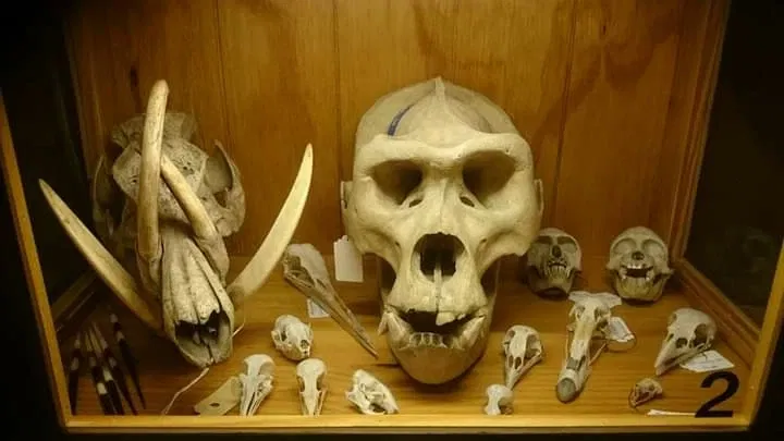 Natuurmuseum E. Heimans