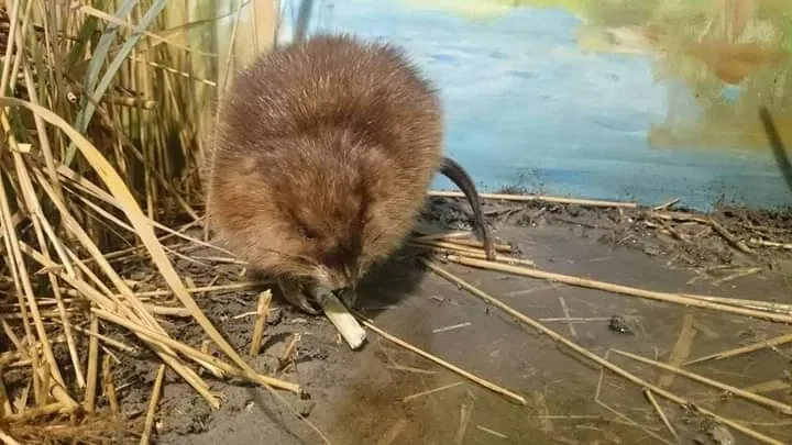 Natuurmuseum E. Heimans