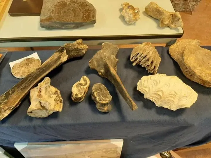 Natuurmuseum E. Heimans