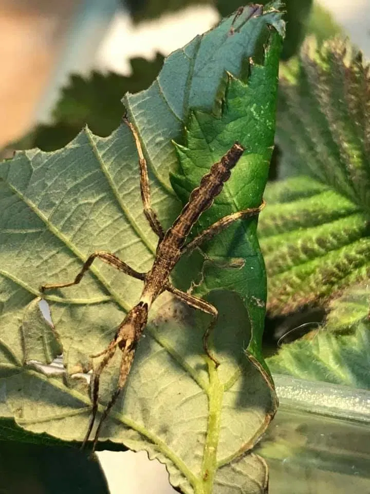 Natuurmuseum E. Heimans