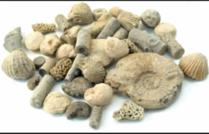 Natuurmuseum E. Heimans