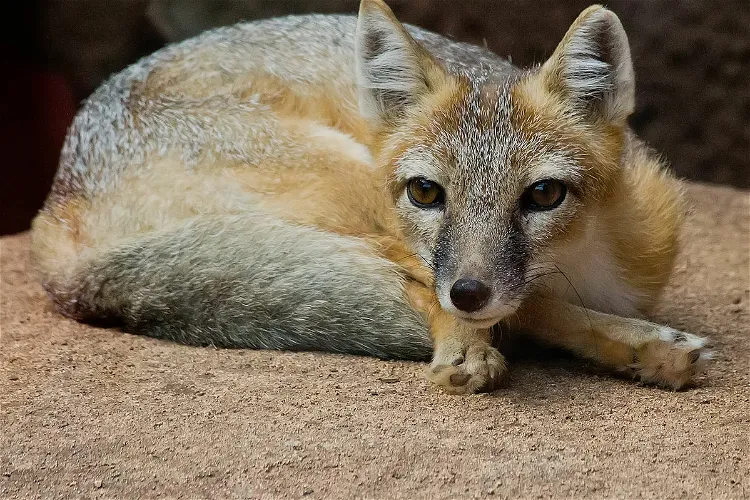 Oklahoma City Zoo