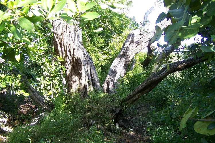 Bosque y jardín botánico de Cayo Hueso