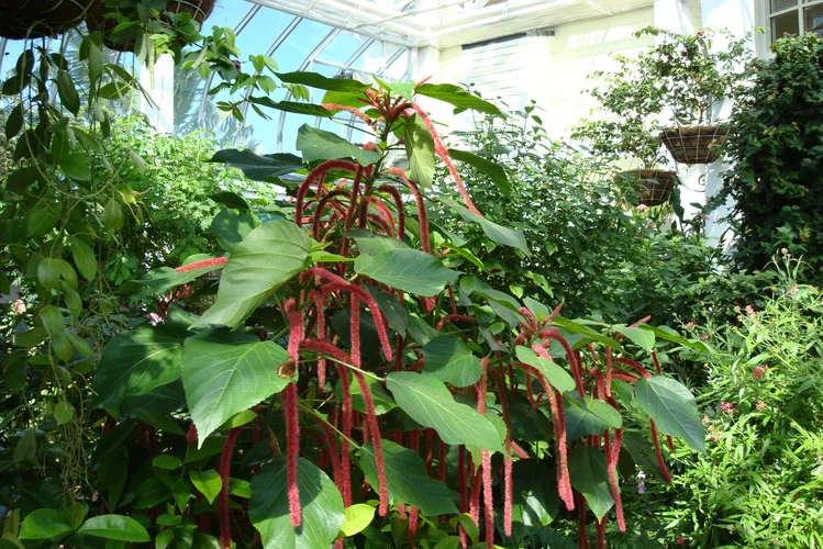 Key West Butterfly and Nature Conservatory