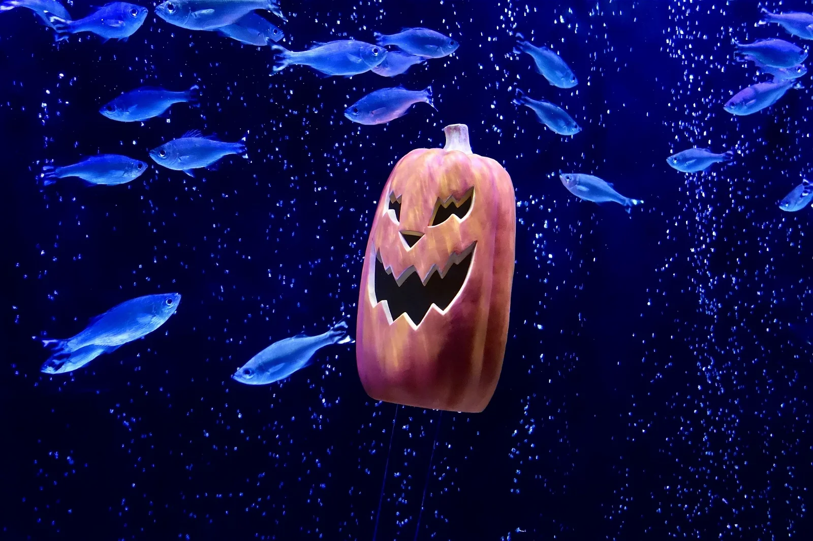 Sea Life Kansas City