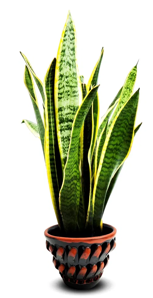 De grote nostalgieshow