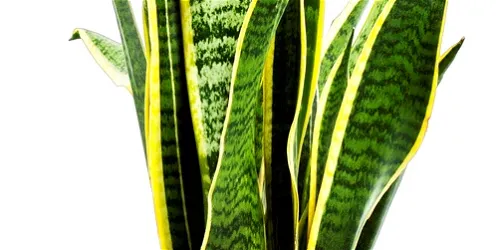 De grote nostalgieshow