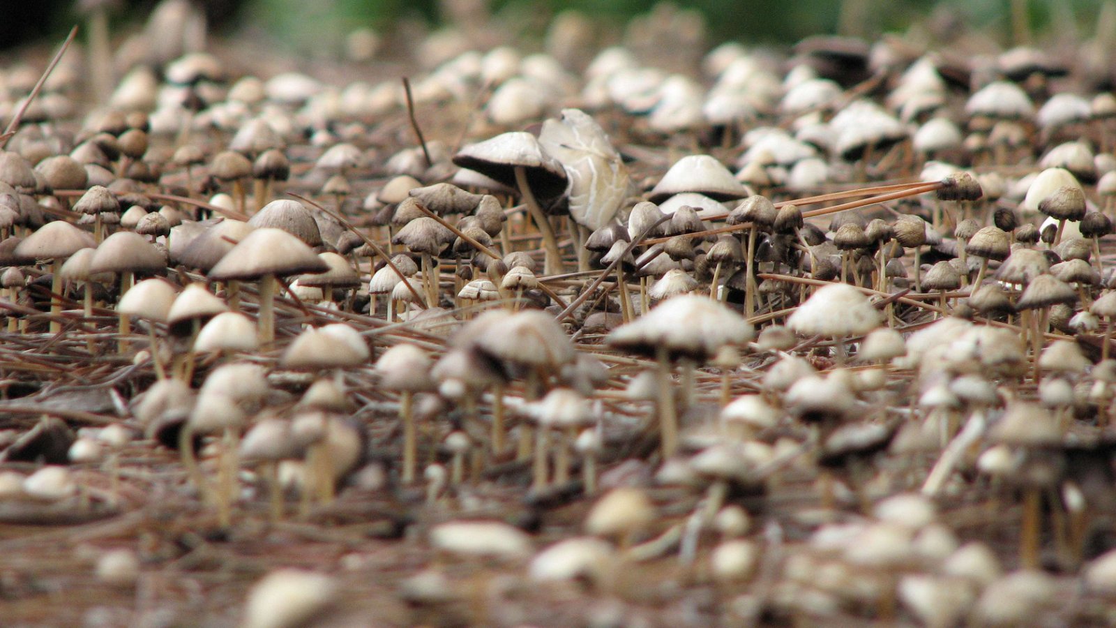 Royal Botanic Gardens, Kew