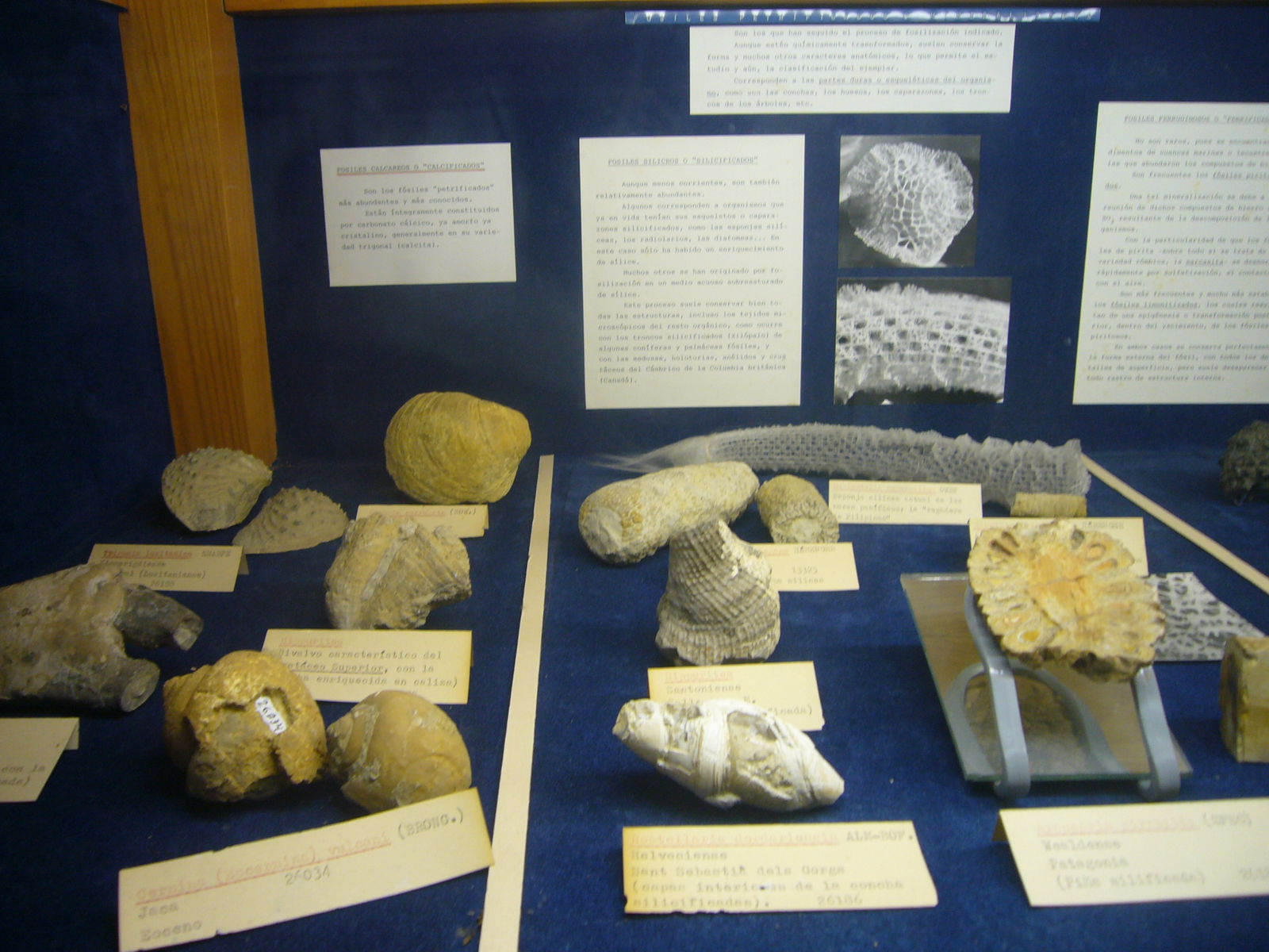 Museu Geologic del Seminari de Barcelona