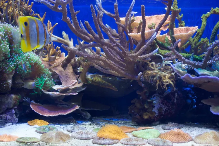 California Academy of Sciences