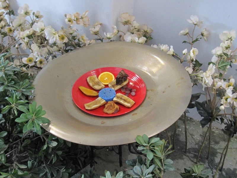 Audubon Butterfly Garden and Insectarium: New Orleans' Living Laboratory of Six-Legged Wonders