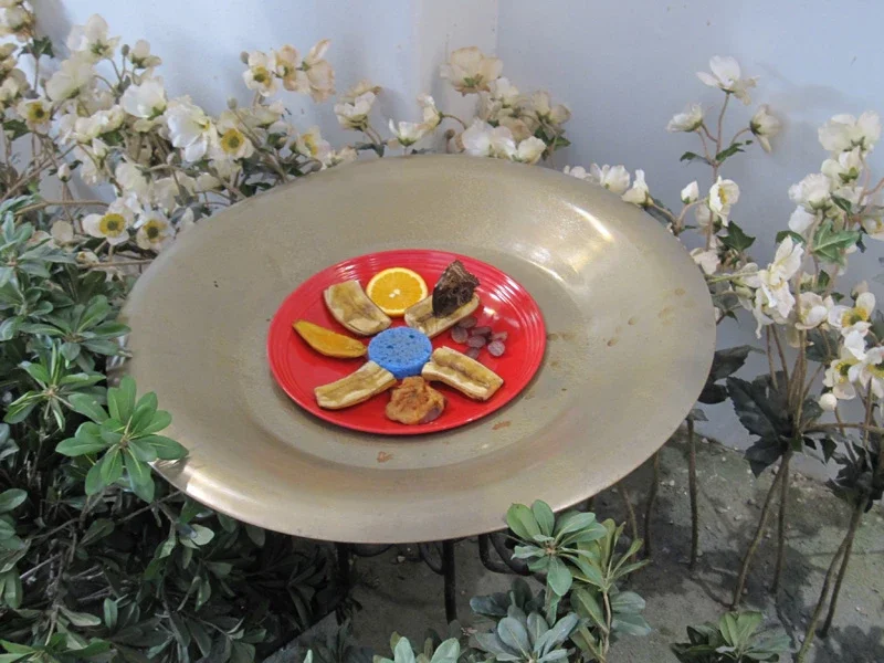 Audubon Butterfly Garden and Insectarium