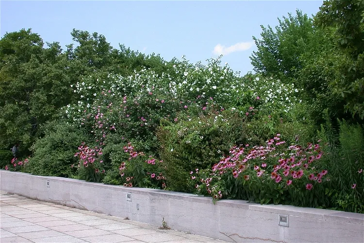Pollinator Garden