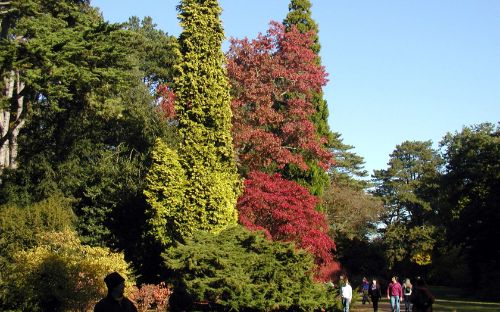 Westonbirt Arboretum