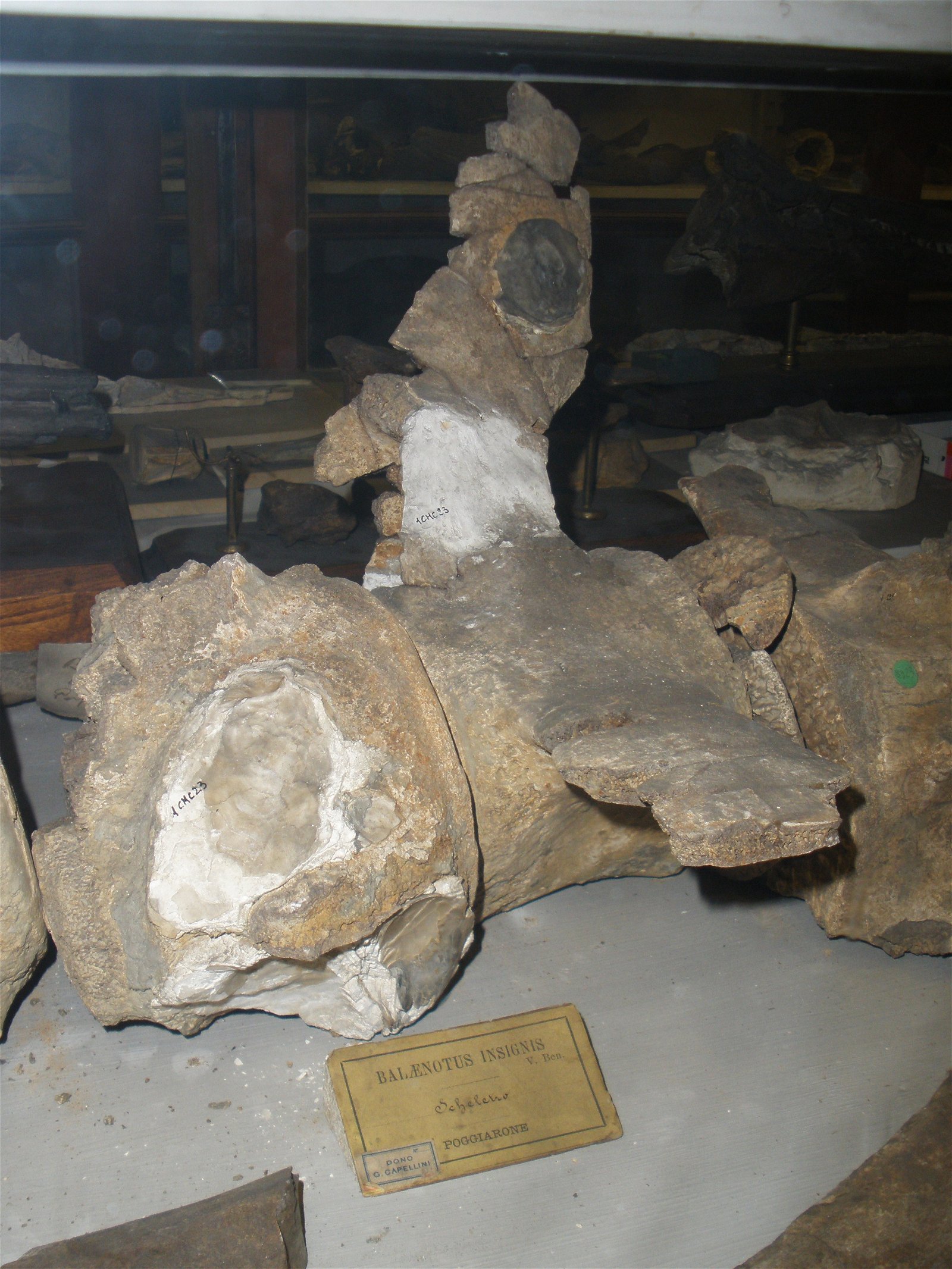 Museo Geologico Giovanni Capellini