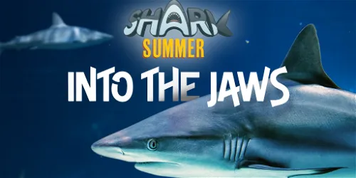 Shark Summer: Into the Jaws