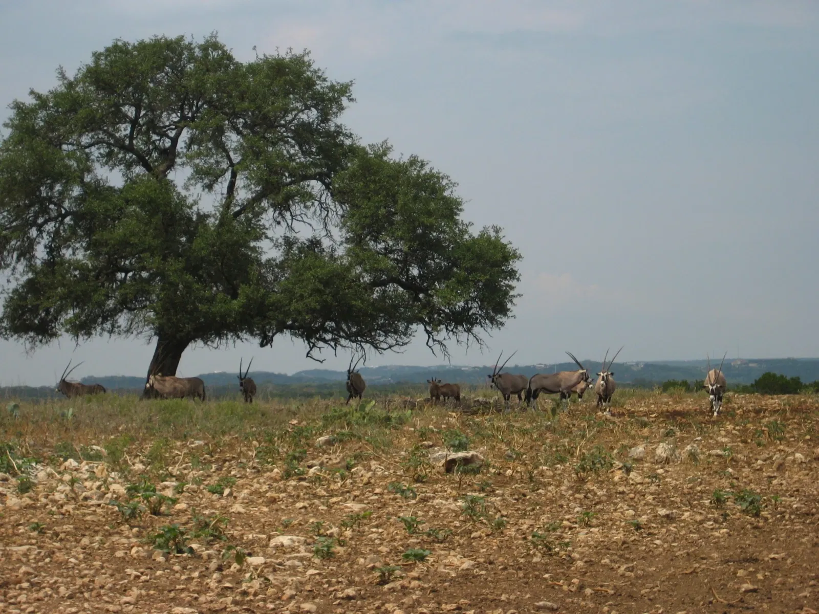 Natural Bridge Wildlife Ranch: A Safari Adventure in the Heart of Texas