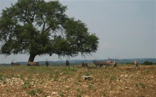 Natural Bridge Wildlife Ranch