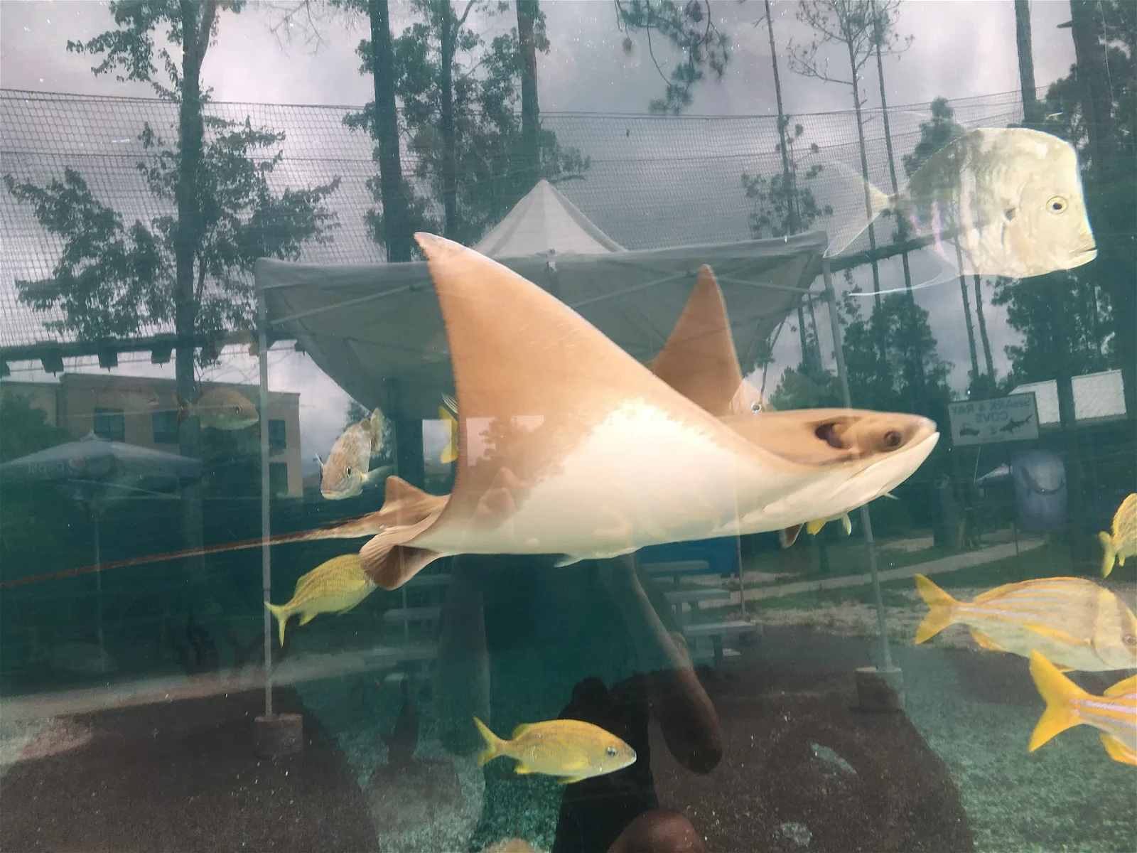 St. Augustine Aquarium (St. Augustine) Visitor Information & Reviews