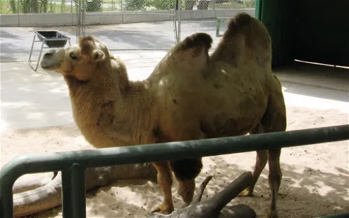 Wild Kingdom Train Zoo