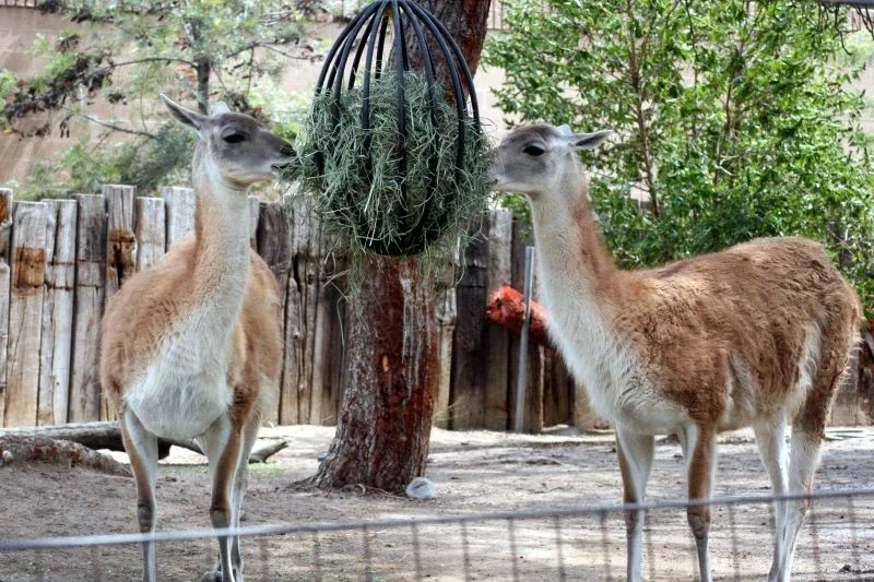 Santa Ana Zoo At Prentice Park