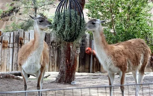 Santa Ana Zoo At Prentice Park