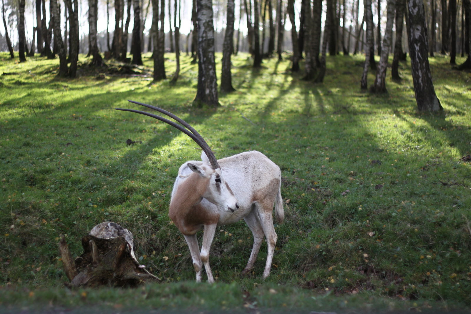 Monde Sauvage Safari Parc (Aywaille) - Visitor Information & Reviews