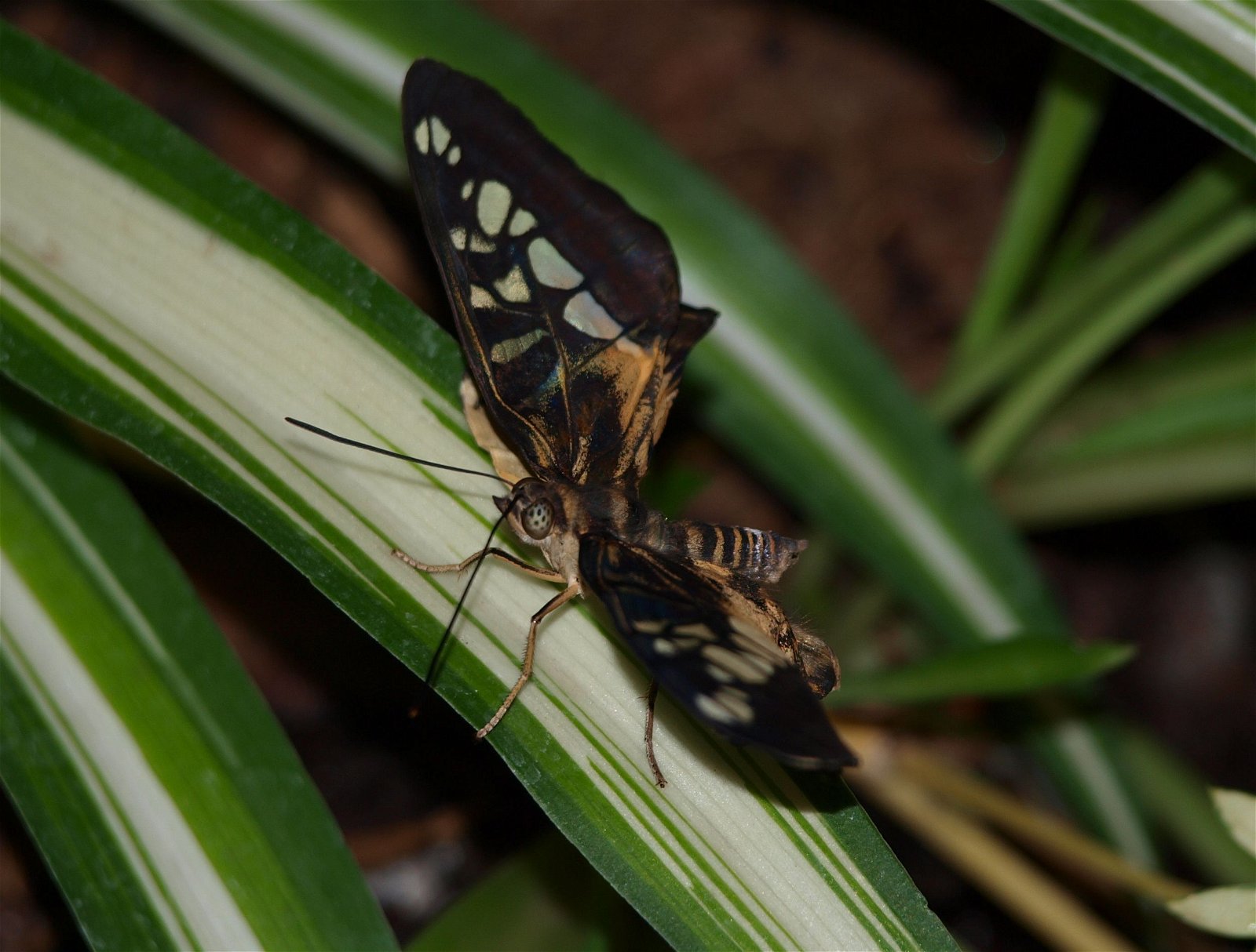 Wroclaw Zoo & Africarium