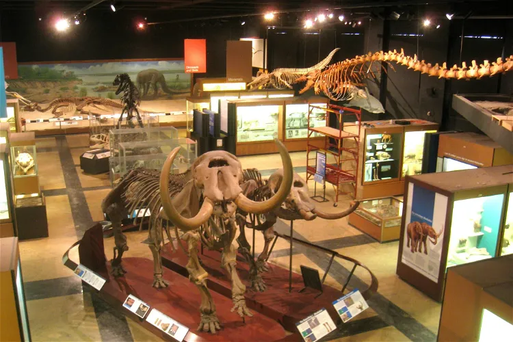 University of Michigan Museum of Natural History
