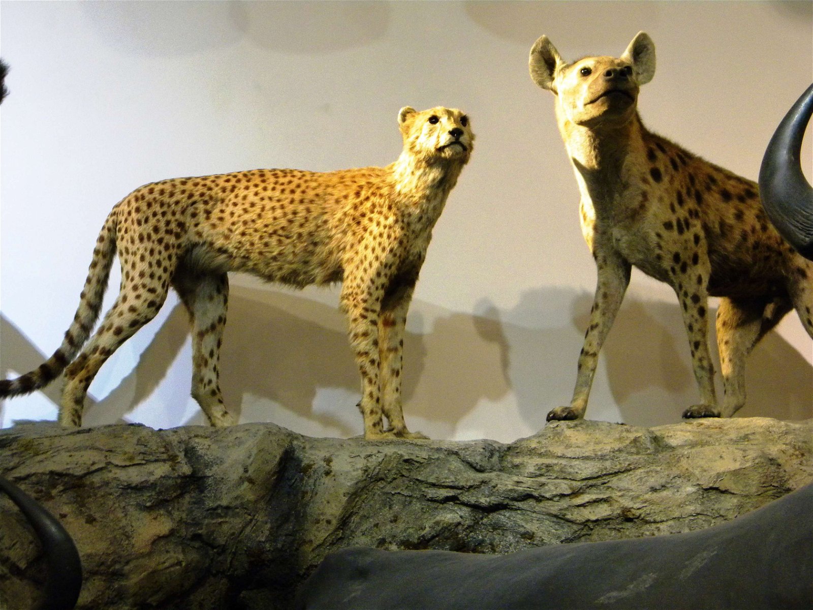 Grigore Antipa National Museum of Natural History